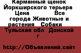 Карманный щенок Йоркширского терьера › Цена ­ 30 000 - Все города Животные и растения » Собаки   . Тульская обл.,Донской г.